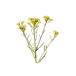 Erysimum