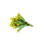 Fucus