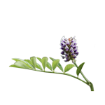 Réglisse